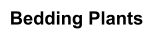 Bedding Plants